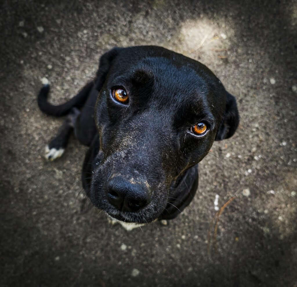 A close-up shot of a black dog looking upwards on a dirt surface, showcasing its expressive eyes and calm demeanor.