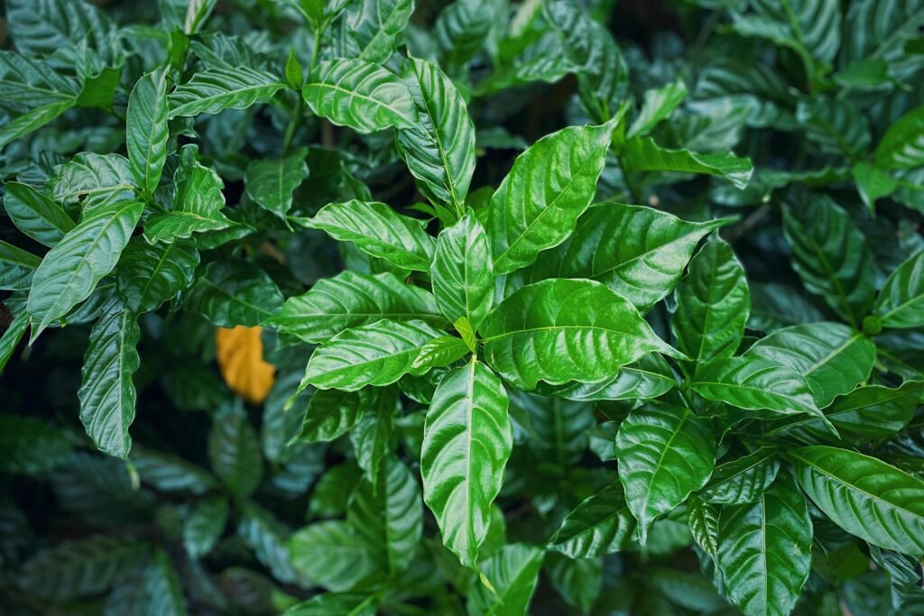 Close-up of vibrant green Psychotria nervosa leaves in a lush garden setting.